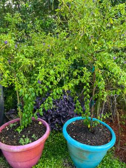 Plants