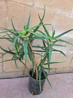 Suculent Cactus Plant