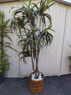Artificial Dracaena Tree
