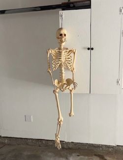 Skeleton