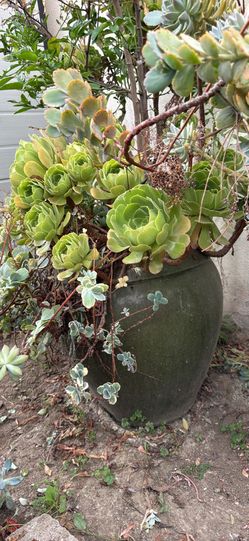 Succulent plant with lemon tree