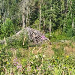 Firewood