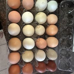 Fresh Eggs