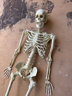 Full Human Skeleton Anatomical Model halloween
