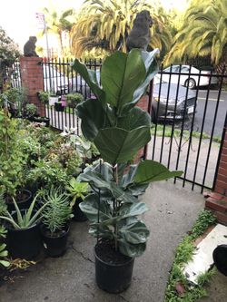 Fiddle-leaf Fig 