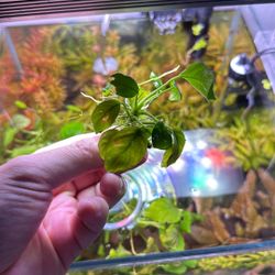 Aquarium Anubias