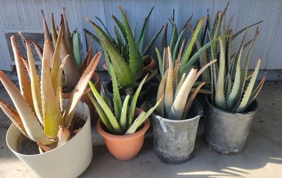 Aloe Vera