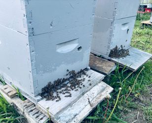 Bees