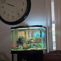 40 Gallon Fish Tank