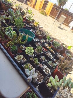 1 inch succullents