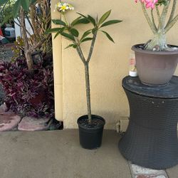 41”plumeria Tree 2 Years Old Now Blooming Yellow And White Peach Scent 