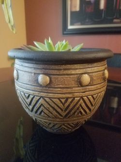 nice in door plant in a pot