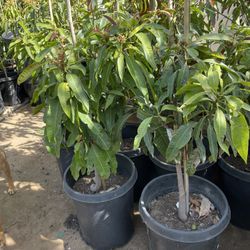 mango criollo