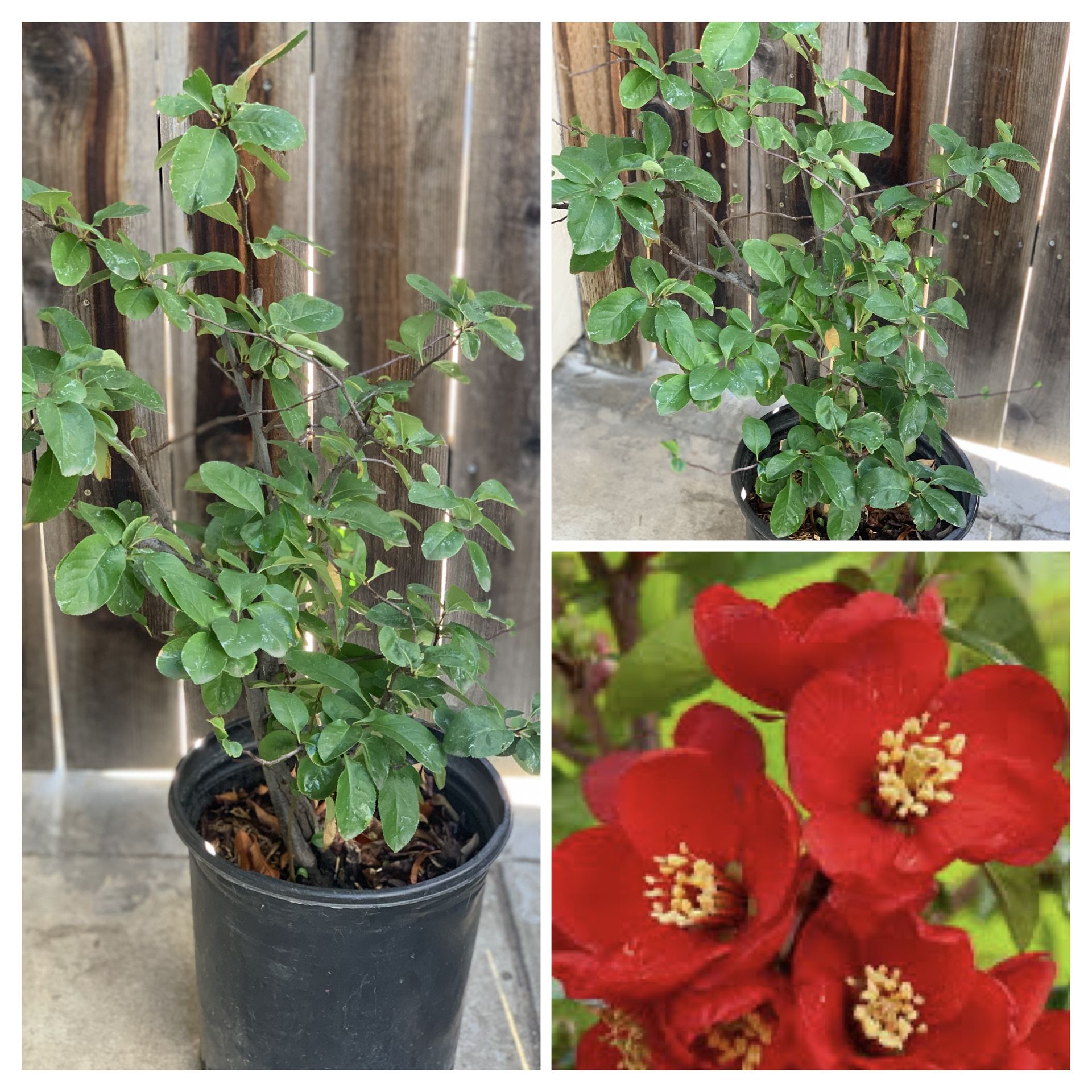 Beautiful Red Flower Quince Bush Shrub Tree in 5 Gallon Pot Live Plant Cash only