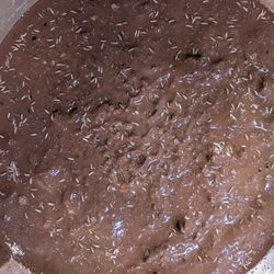 Springtails Clean Up Crew