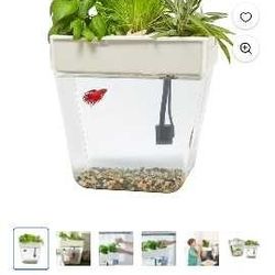 shrimp aquarium aquaponic hybrid 3 gal