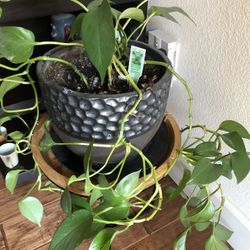 Pothos Houseplant 