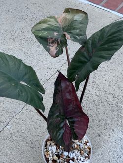 Alocasia Serendipity pink variegated