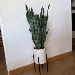 Fake snake plant