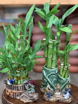 Lucky Bamboo ( For Luck)