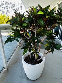 3 large potted Crotons