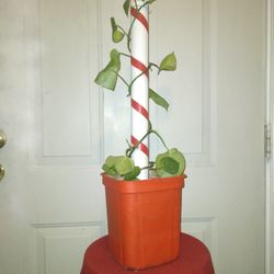 Pathos Evergreen Plants 