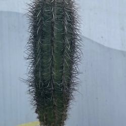 Cacti For Sell(trichicereus