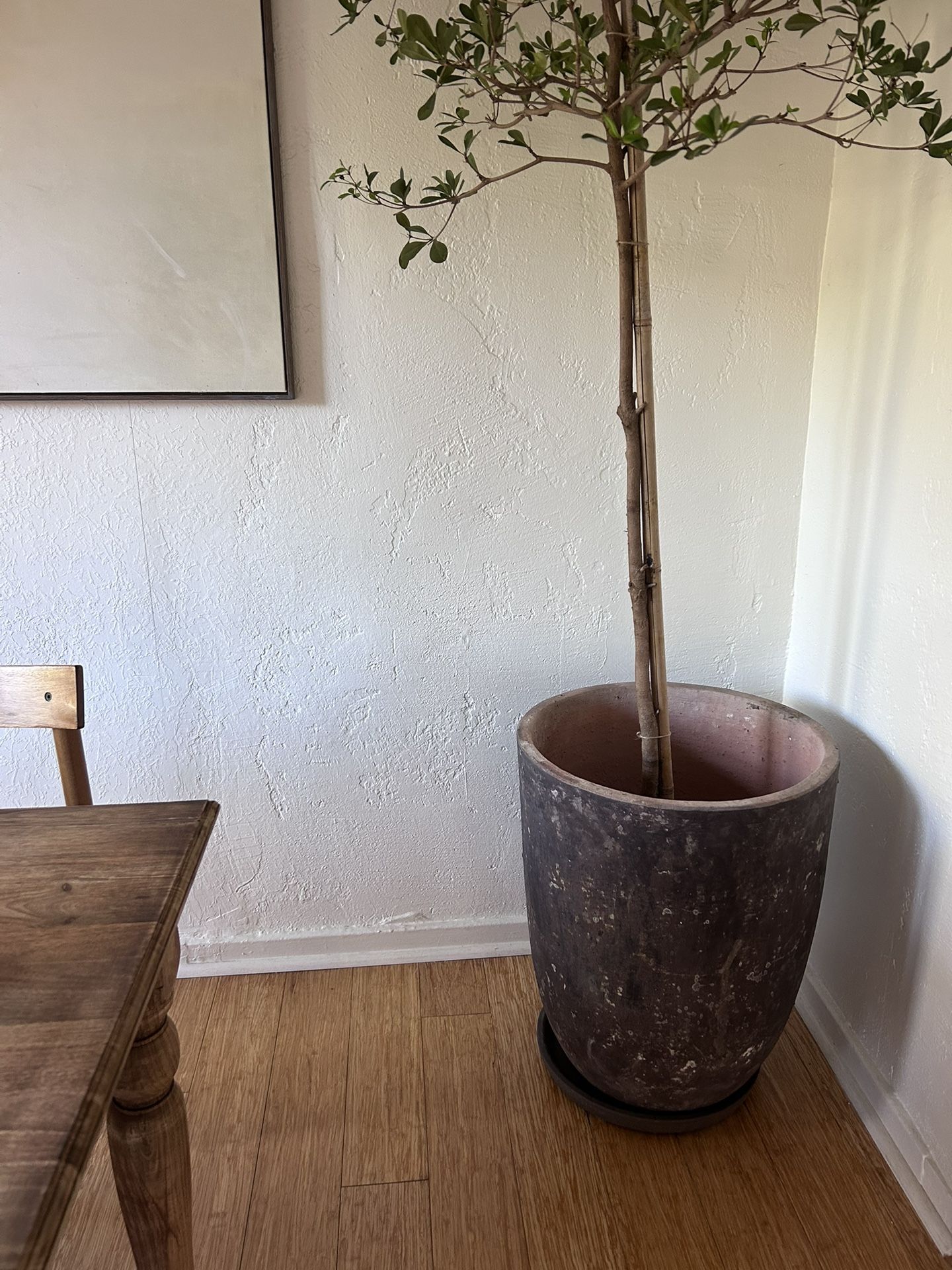 Brand New Vintage-Style Ceramic Pot with Saucer