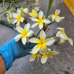 Plumeria