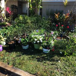 Plant Sale Going On Right Now