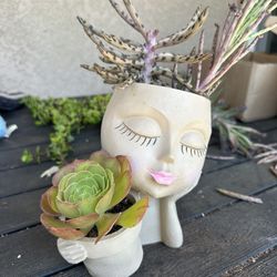 Succulent Arrangements In new  Planter 