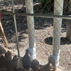 PVC Chicken Feeder 