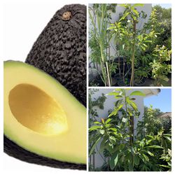 Around 6 FT Tall Hass Avocado Live Fruit Tree in 5 Gallon Pot  Cash Only 