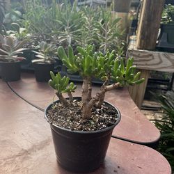 Bonsai Jades