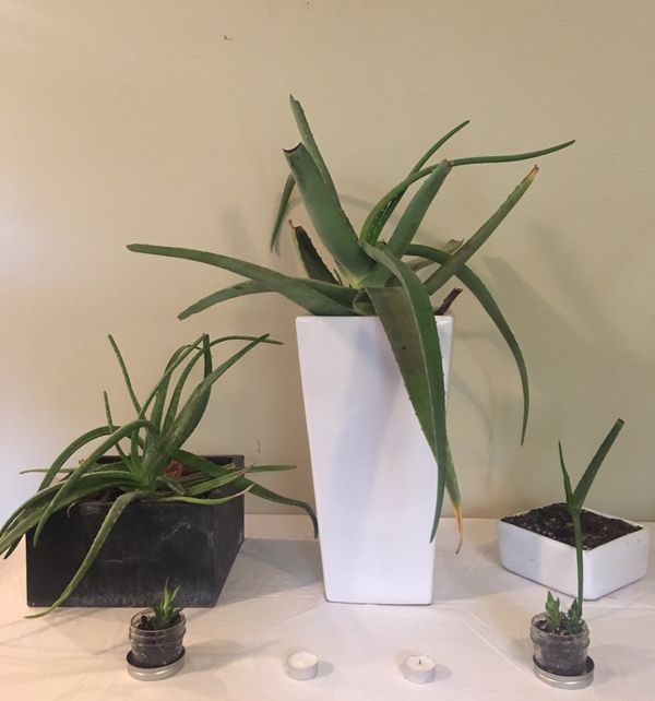 Several Indoor Plants For In Portland Or Offerup Several Indoor Plants For Portland Or