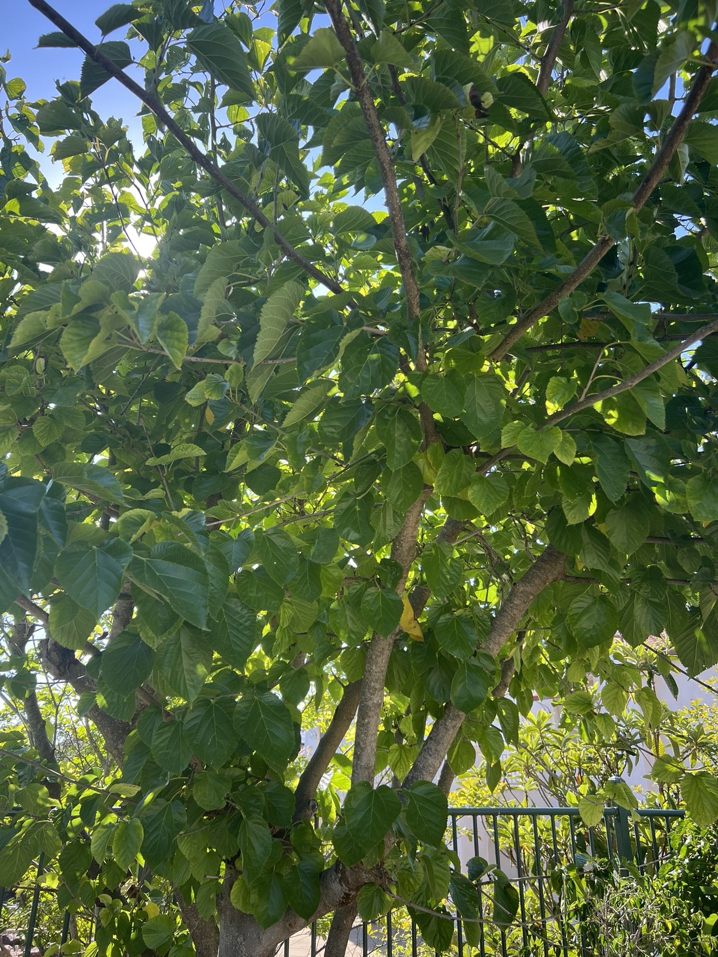 30 Large Mulberry Leaves For Silkworms And Shrimps