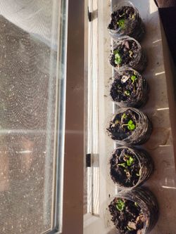 pomegranate seedlings