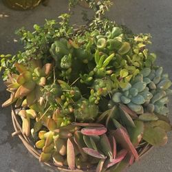 Big Pot Of Succulent