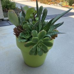 Succulent Arrangement 