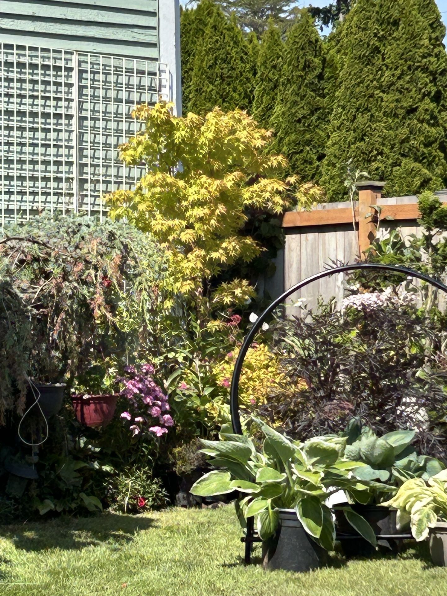 Beautiful Coral Bark Maple π