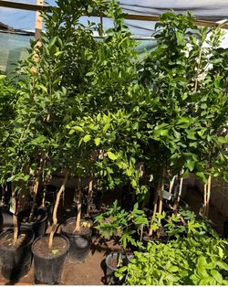 Lemon 🍋 Lisbon And Mexican 🍋🟩 Trees In 5 Gallón 5F The Tall $60 Each Price Firm
