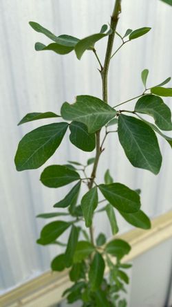 Planta de guamuchil. Roscas