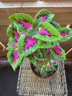 Wizard rose coleus plant (#1)