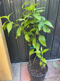 Planta de muicle