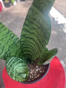 Whale Fin Snake Plant Indoor