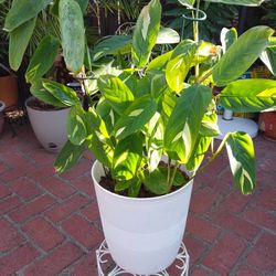 Young Prayer Plant 🌿