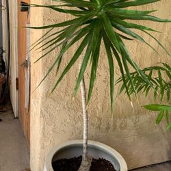 Yucca Plant in Pot—About 3’ Tall