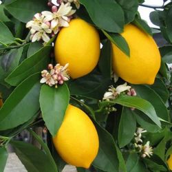 Grafted Standard Meyer Lemon Tree On 15 Gallons 😃😃😃😃🌿🌿🌿🍋🍋🍋