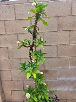 Corona De Cristo Plant