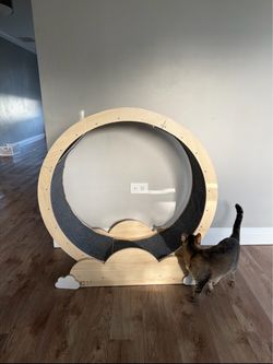 Giant cat wheel